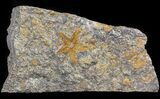 Starfish (Petraster?) & Edrioasteroids - Ordovician #41814-2